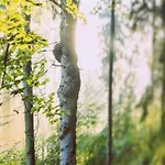Ruhiges Cozy Im Bayerischen Wald Wifi *