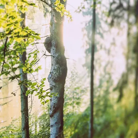 Ruhiges Cozy Im Bayerischen Wald Wifi *