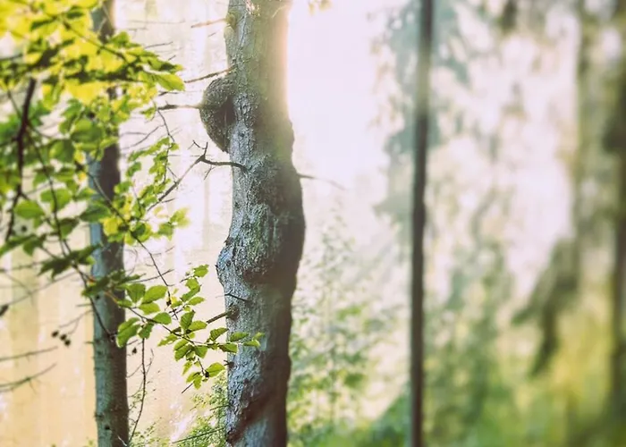 Ruhiges Cozy Im Bayerischen Wald Wifi *